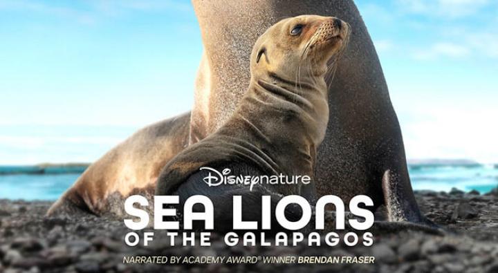 فيلم Sea Lions of the Galapagos 2025 مترجم اون لاين